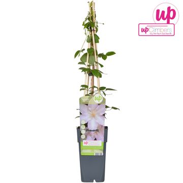 Clematis 'Gladys Picard' (EL)