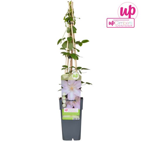 Clematis 'Gladys Picard' (EL)