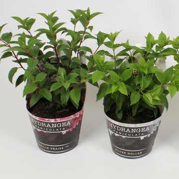 Hydrangea paniculata MIX