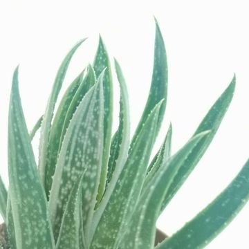 x Gasteraloe 'Spirit of 88'