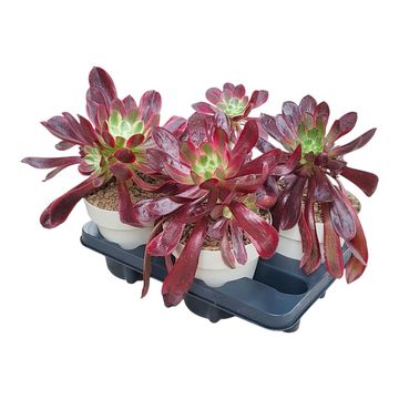 Aeonium 'Medusa'