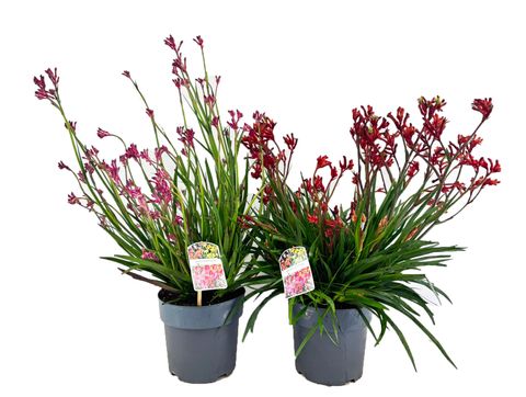 Anigozanthos 'Bush Pearl'