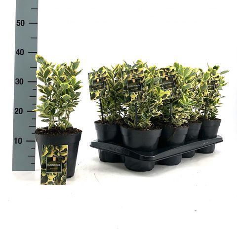 Euonymus japonicus 'Мариеке'