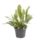 Phlebodium aureum 'Blue Star'