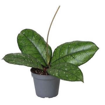 Hoya callistophylla 'Sabah'