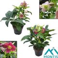 Helleborus orientalis MIX