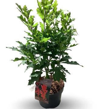 Quercus palustris