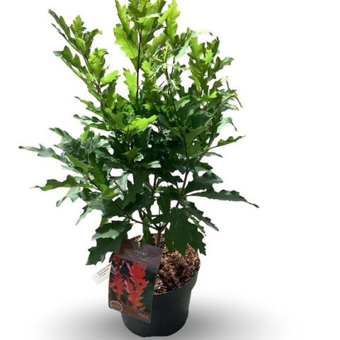 Quercus palustris