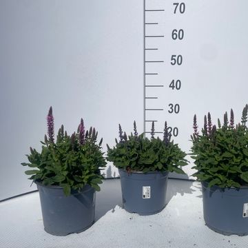 Salvia nemorosa SENSATION MIX