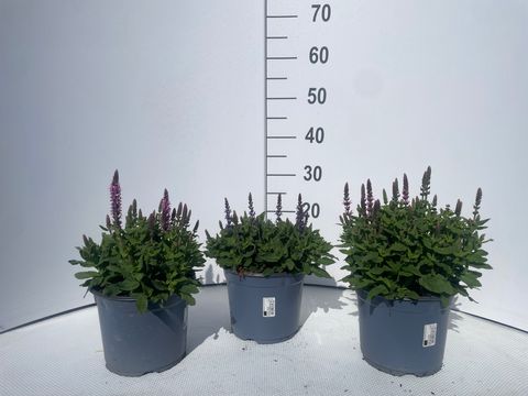 Salvia nemorosa SENSATION MIX