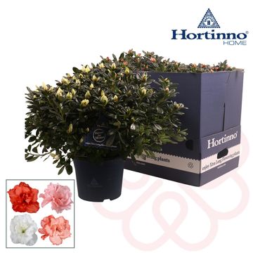 Rhododendron HORTINNO MIX