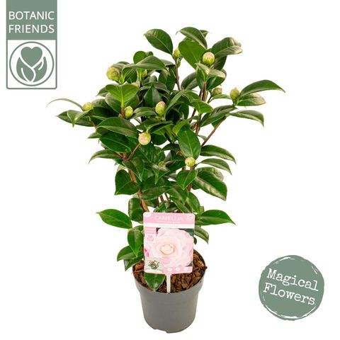 Camellia japonica 'Nuccio's Cameo'