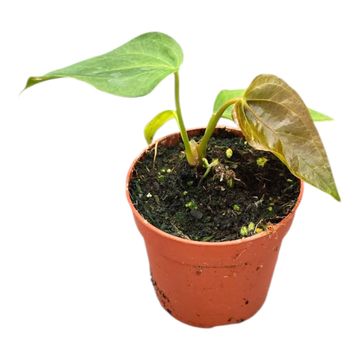 Anthurium 'Queen of Hearts'