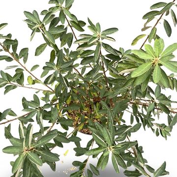 Exochorda racemosa 'Niagara'