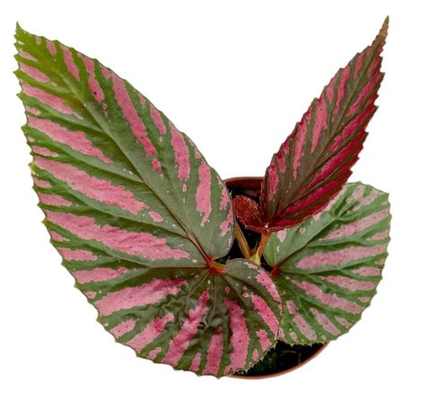 Begonia brevirimosa