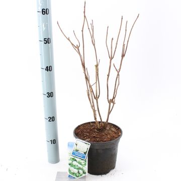 Hydrangea arborescens 'Annabelle'