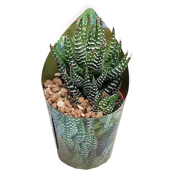 Haworthia 'Superfasciata'