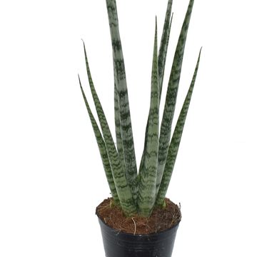 Sansevieria 'Digitorum'