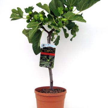 Ficus carica