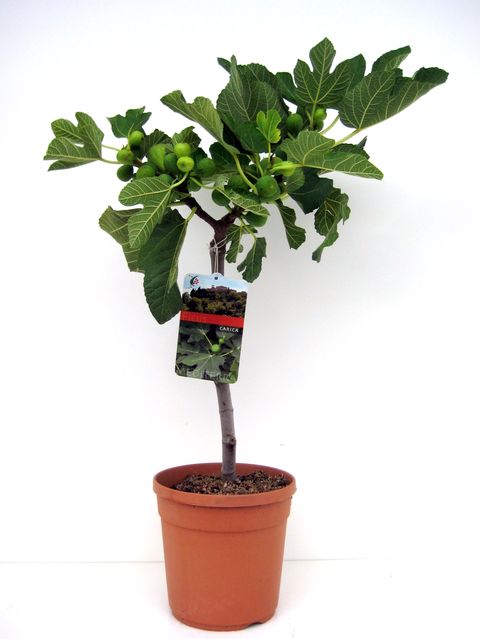 Ficus carica