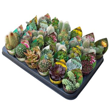 Cactus MIX
