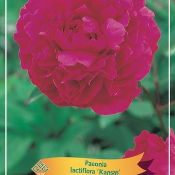 Paeonia 'Kansas'