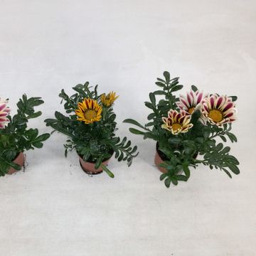 Gazania MIX
