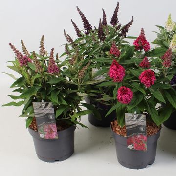 Buddleja davidii BUTTERFLY CANDY MIX