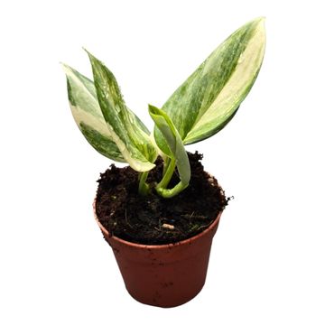 Scindapsus treubii 'Albo'