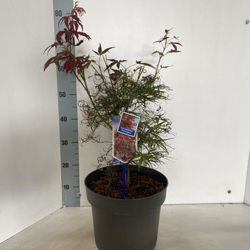 Acer palmatum 'Red Pygmy'