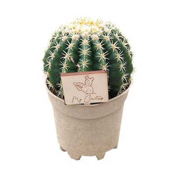 Cactus MIX