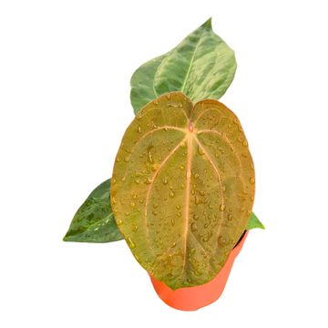 Anthurium (Michelle x Red Velvet Cake) x Goliath