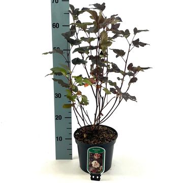 Physocarpus opulifolius DIABLE D'OR