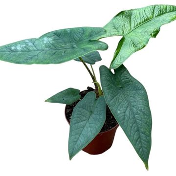 Alocasia sulawesi 'Green Carpet'