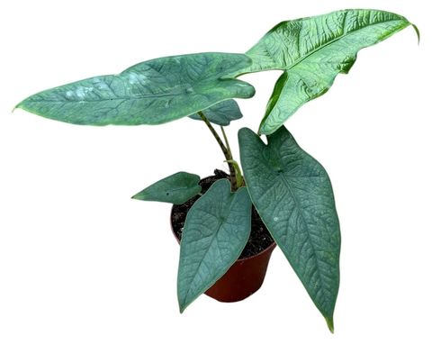 Alocasia sulawesi 'Green Carpet'