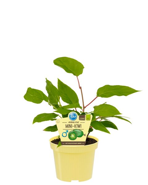 Actinidia arguta 'Weiki'