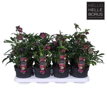 Helleborus orientalis 'Hello Red'