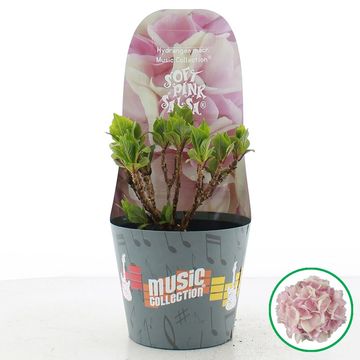 Hydrangea macrophylla MUSIC COLLECTION SOFT PINK SALSA