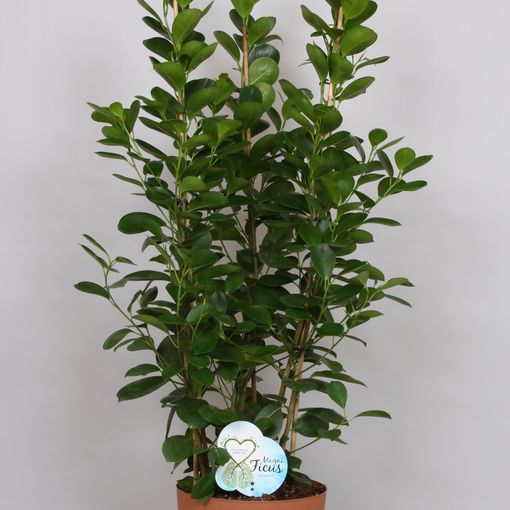 Ficus microcarpa 'Moclame' (Peeters Potplanten)