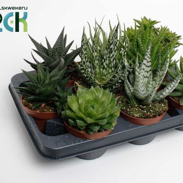 Сукуленти ALOE / HAWORTHIA MIX