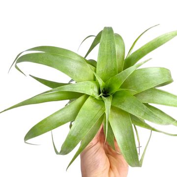 Tillandsia 'Samantha'