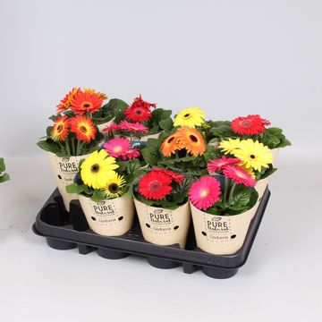 Gerbera MIX