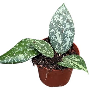 Hoya verticillata 'Nganjuk'