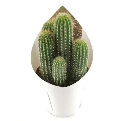 Echinopsis spachiana