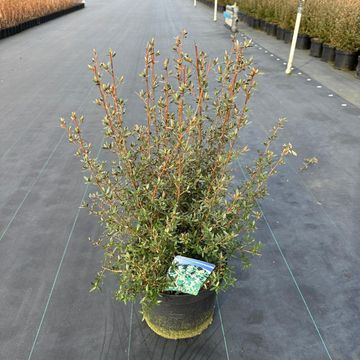 Leptospermum 'Silver Sheen'