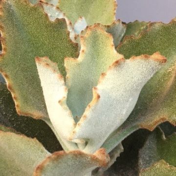 Kalanchoe beharensis