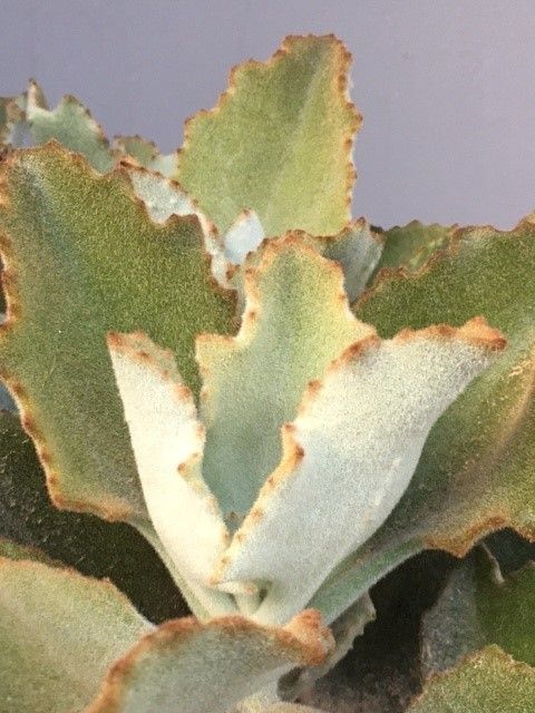 Kalanchoe beharensis