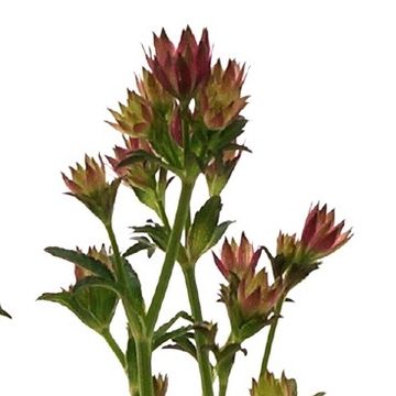 Astrantia major 'Pink Pride'