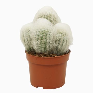 Espostoa melanostele