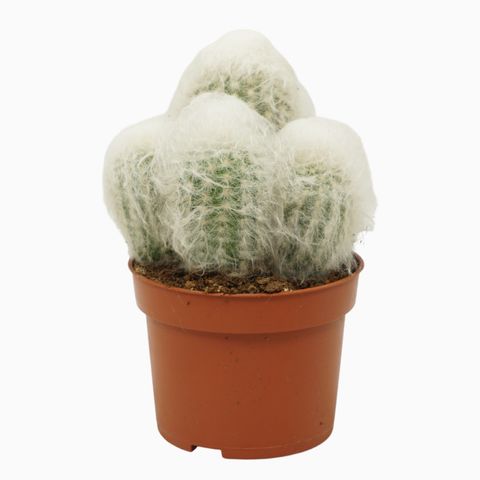 Espostoa melanostele